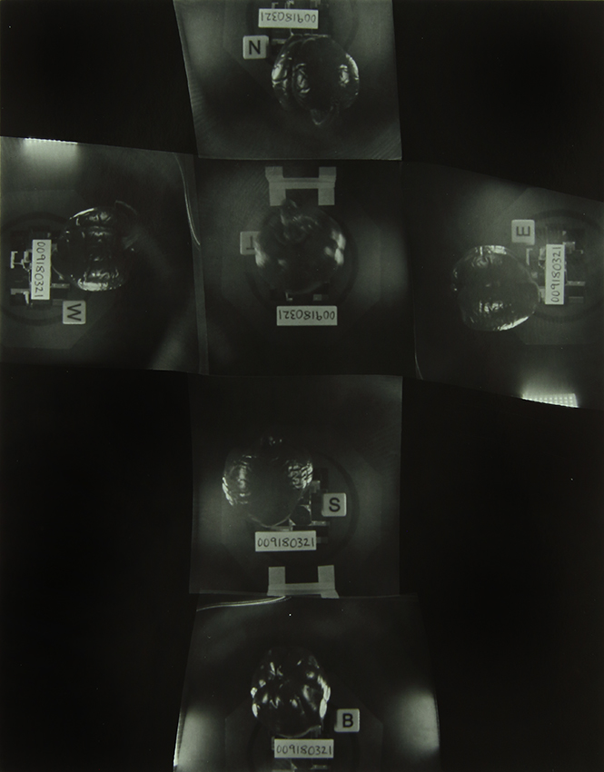 The Homegrown (Pandemic) Collection, 2020-2024