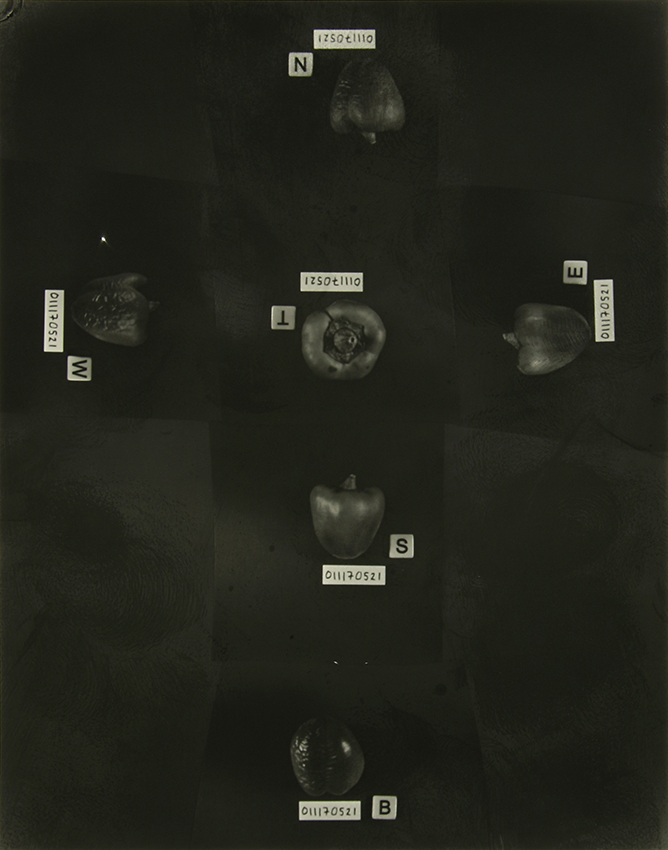 The Homegrown (Pandemic) Collection, 2020-2024