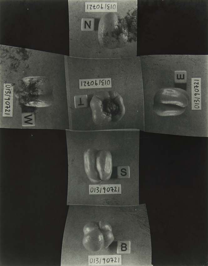 The Homegrown (Pandemic) Collection, 2020-2024