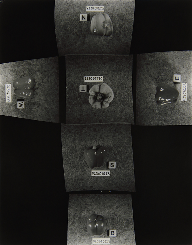 The Homegrown (Pandemic) Collection, 2020-2024