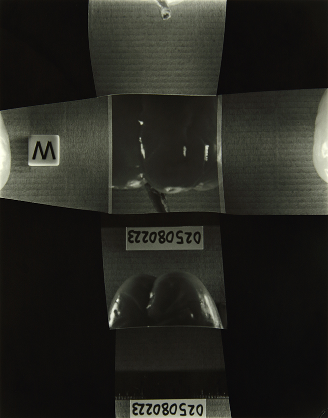 The Homegrown (Pandemic) Collection, 2020-2024