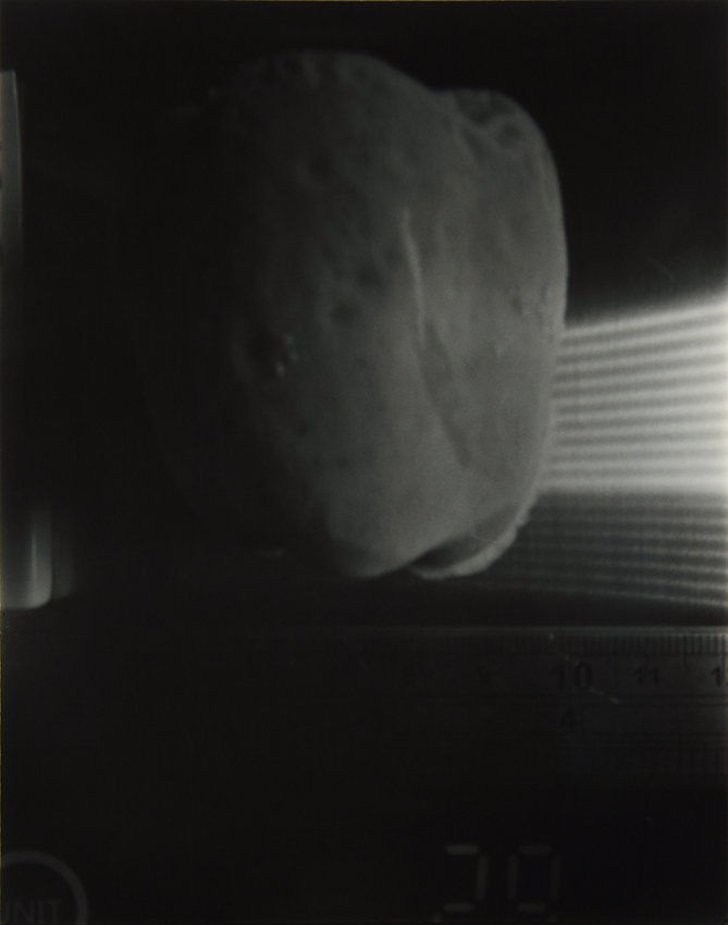 The Homegrown (Pandemic) Collection, 2020-2024