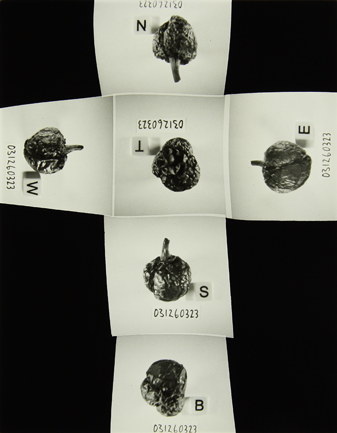 The Homegrown (Pandemic) Collection, 2020-2024