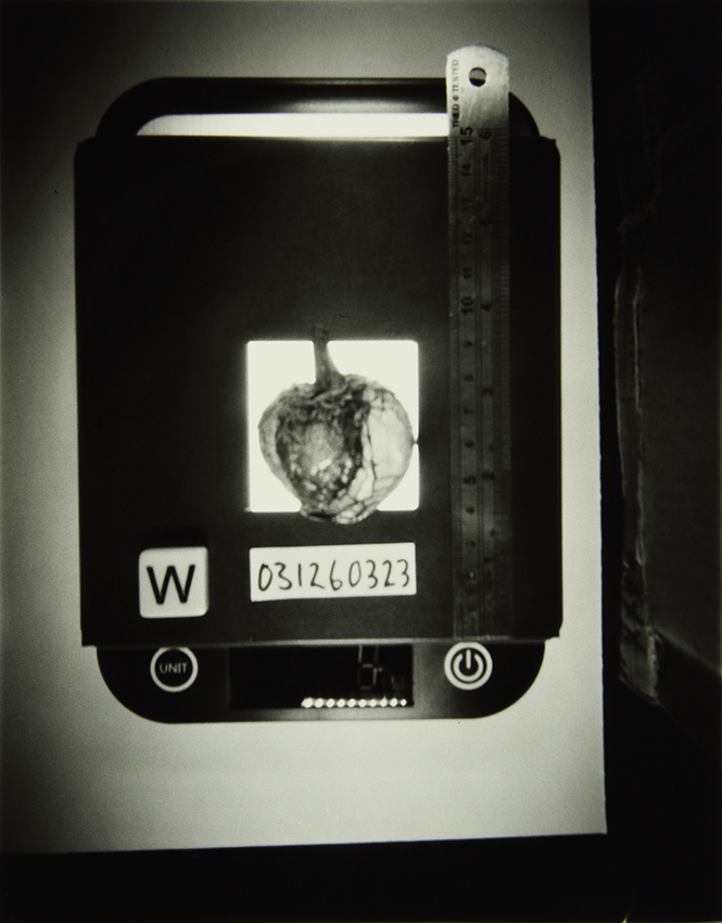 The Homegrown (Pandemic) Collection, 2020-2024