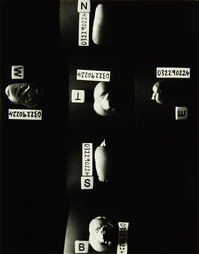 The Homegrown (Pandemic) Collection, 2020-2024