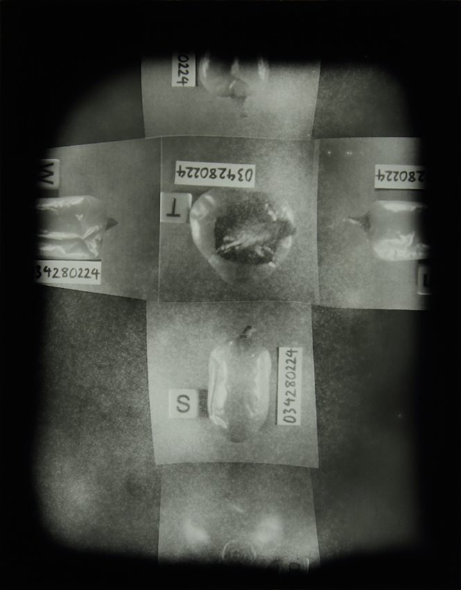 The Homegrown (Pandemic) Collection, 2020-2024