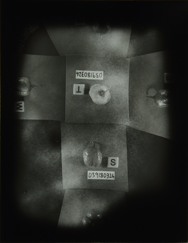 The Homegrown (Pandemic) Collection, 2020-2024