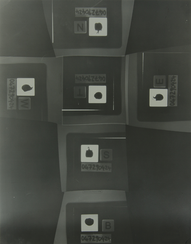 The Homegrown (Pandemic) Collection, 2020-2024